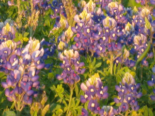 Bluebonnets